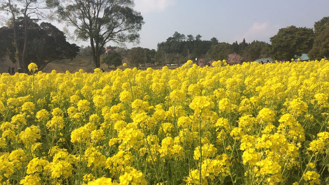 『都市農業センター（鹿児島市犬迫町）』で菜の花を見てきました