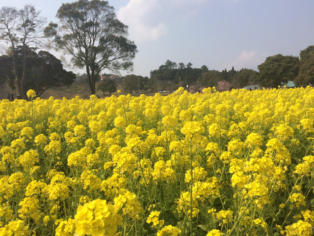 『都市農業センター（鹿児島市犬迫町）』で菜の花を見てきました