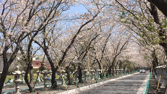 『知覧特攻基地（南九州市）』でお花見してきました