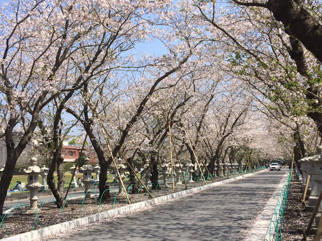 『知覧特攻基地（南九州市）』でお花見してきました