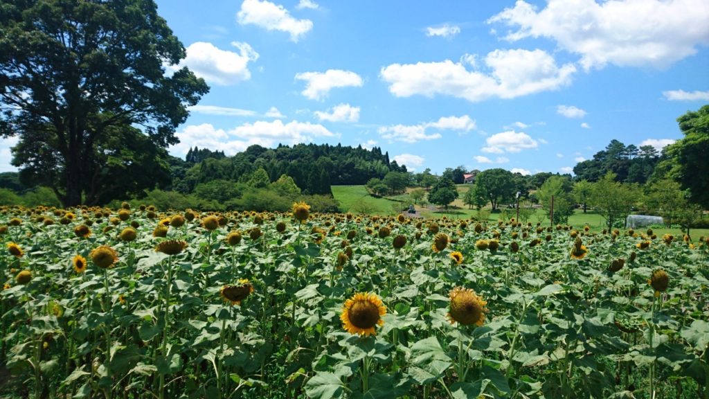 『都市農業センター』（鹿児島市犬迫町）：ひまわり（2019年8月）